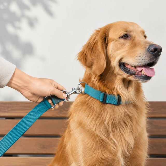 Plain teal pet leash as an adult hand clips it to a calm dog collar.